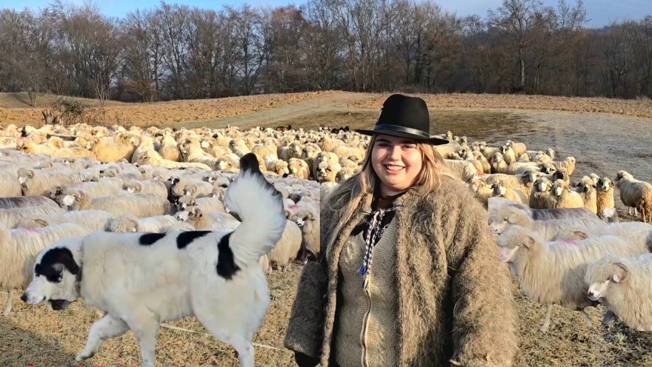 Юная пастушка с овцой по кличке Бале сохранила свою любовь к овцам с пятилетнего возраста.
