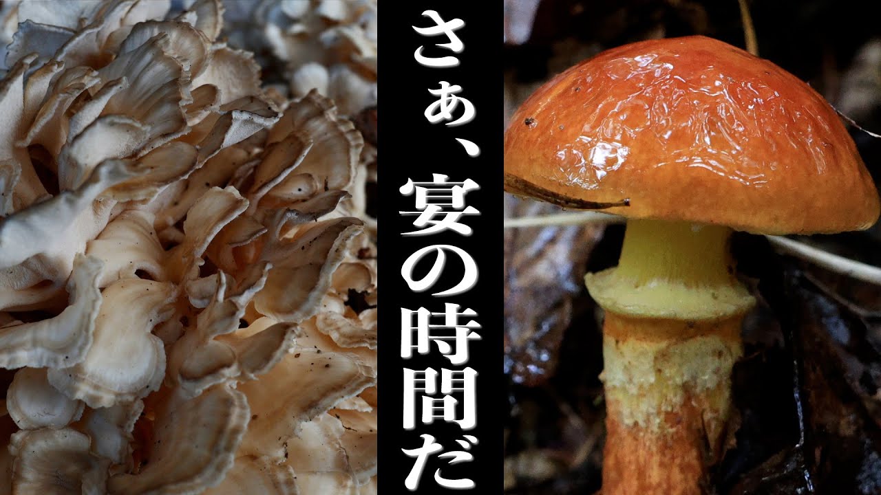 233話「宴の時間」【ハナイグチ（落葉キノコ）】【舞茸】