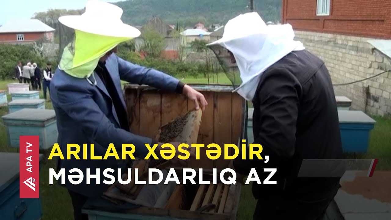 Bu il Astara balı baha olacaq – Qiymətlərdə 15 manat artım ola bilər - APA TV