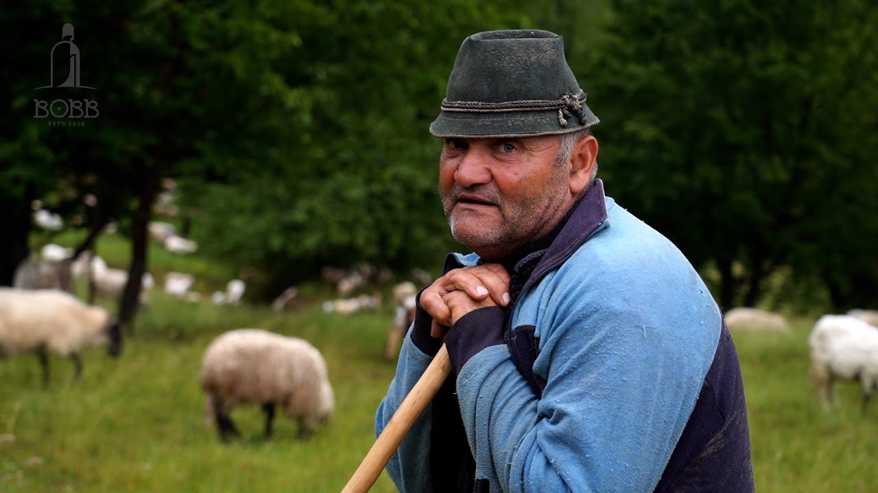 La stână pe Valea Irinei de pe Picioru' Popii | 7 LUPI au atacat oile | Furtună puternică