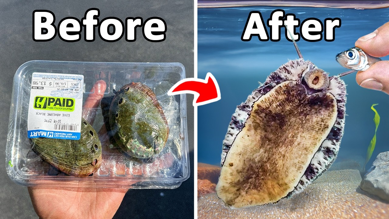 I Raised a Grocery Store Abalone as my Pet