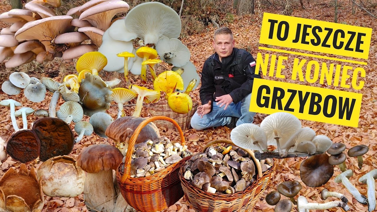 Grzyby które możemy spotkać jesienią i początkiem zimy i mega ciekawostki grzybowe.