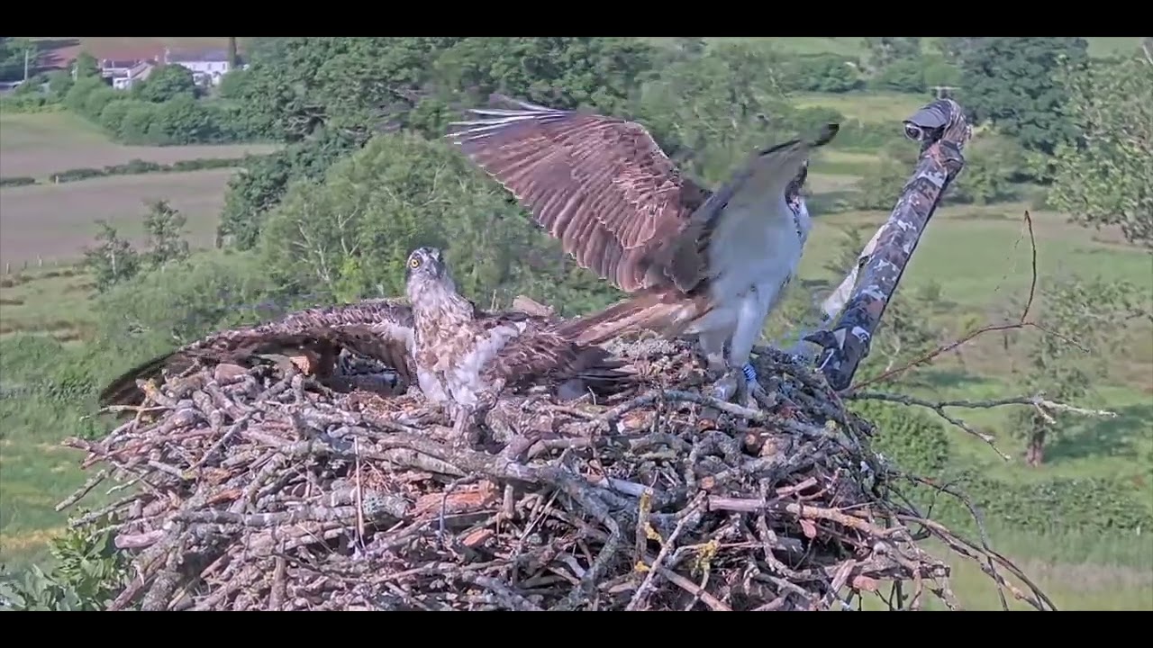 Glas 0H2 yn Nyffryn Wysg 15.6.25 Blue 0H2 at Usk Valley