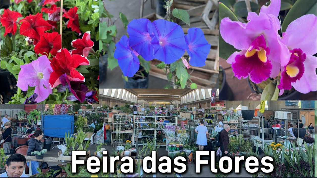 Minhas Orquídeas preferidas na feira !