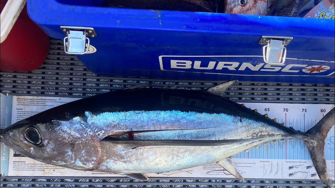 Tasman Bay tuna 2022