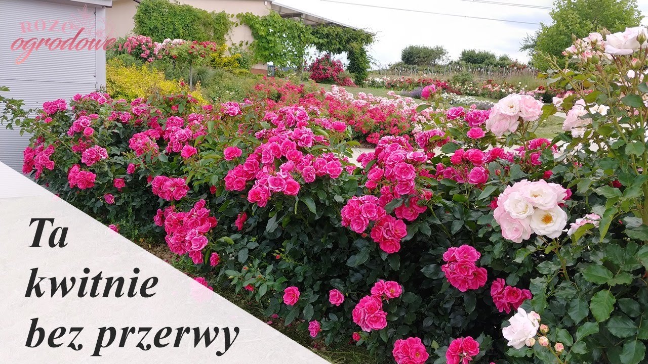 R&oacute;ża rabatowa 'Gartenfreund' kwitnie cały sezon nawet bez przycinania