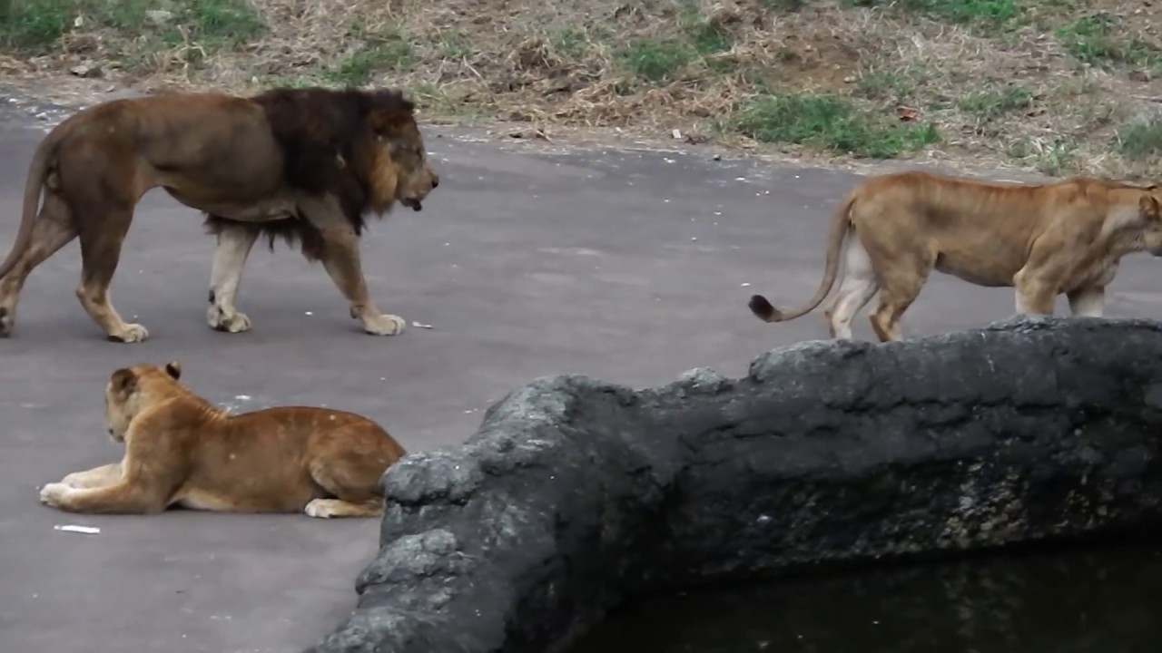 トワが心配ですね    I'm worried about Towa　Lion(ライオン)　多摩動物公園