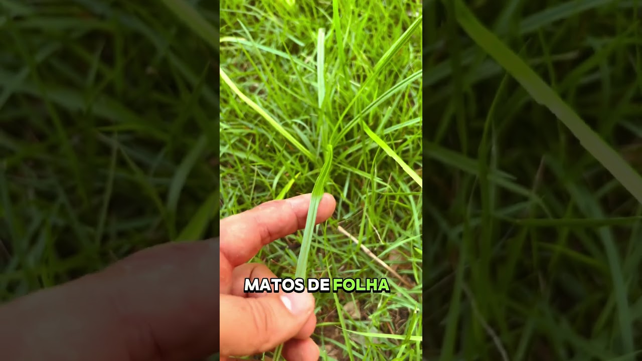 T&aacute; tendo problema com esse tipo de mato no seu #gramado? #diy #grama #mato #tiririca #folhalarga