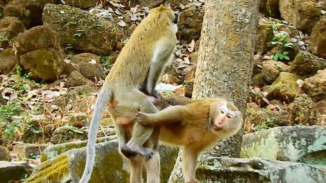 Million sweet !! Big female Bonita monkey got best love from young male monkey