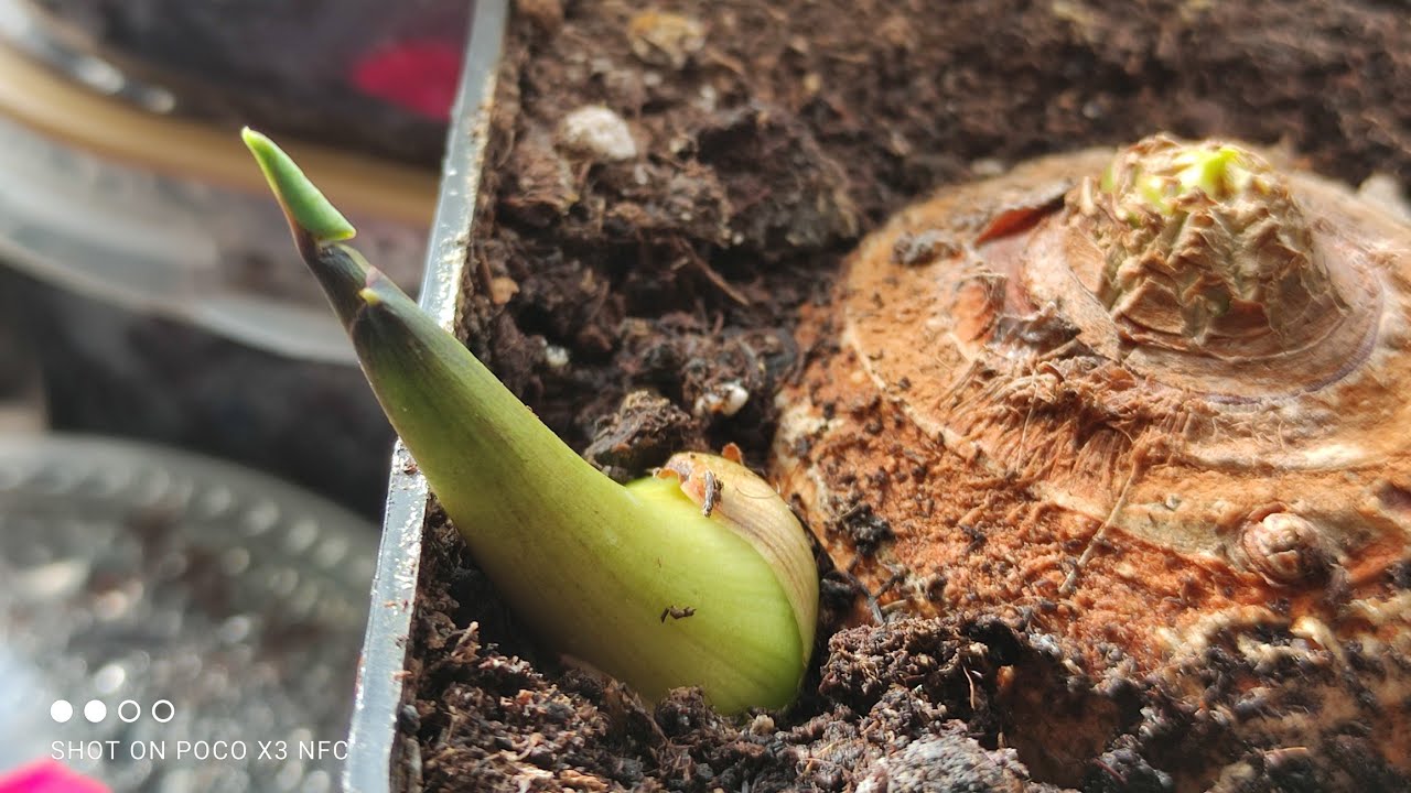 Kolokazja esculenta z marketu uprawa w domu, colocasia jadalna 🌱🌴🌰