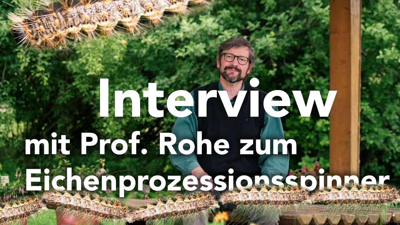 Interview mit Prof. Rohe zum Eichenprozessionsspinner (EPS) - Forst erklärt