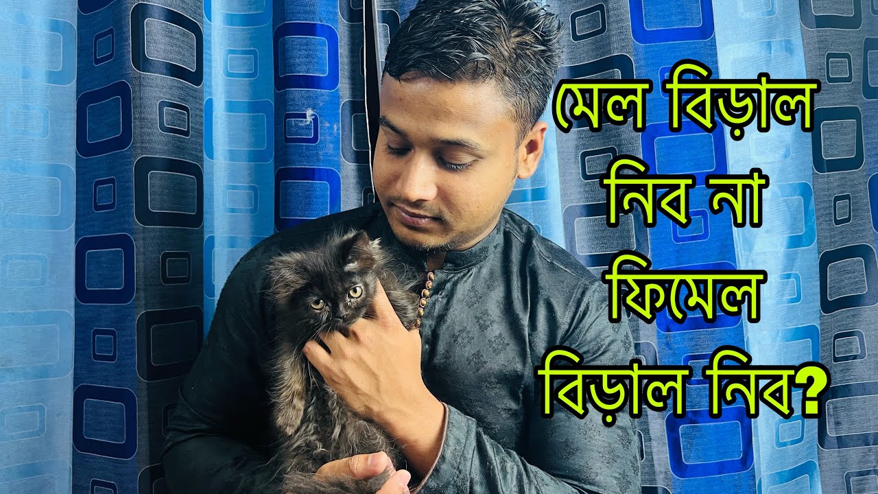 Persian Male Cat Vs Female Cat | Male Cat Facts | Female Cat Facts | Male/Female Cat Which Is Better