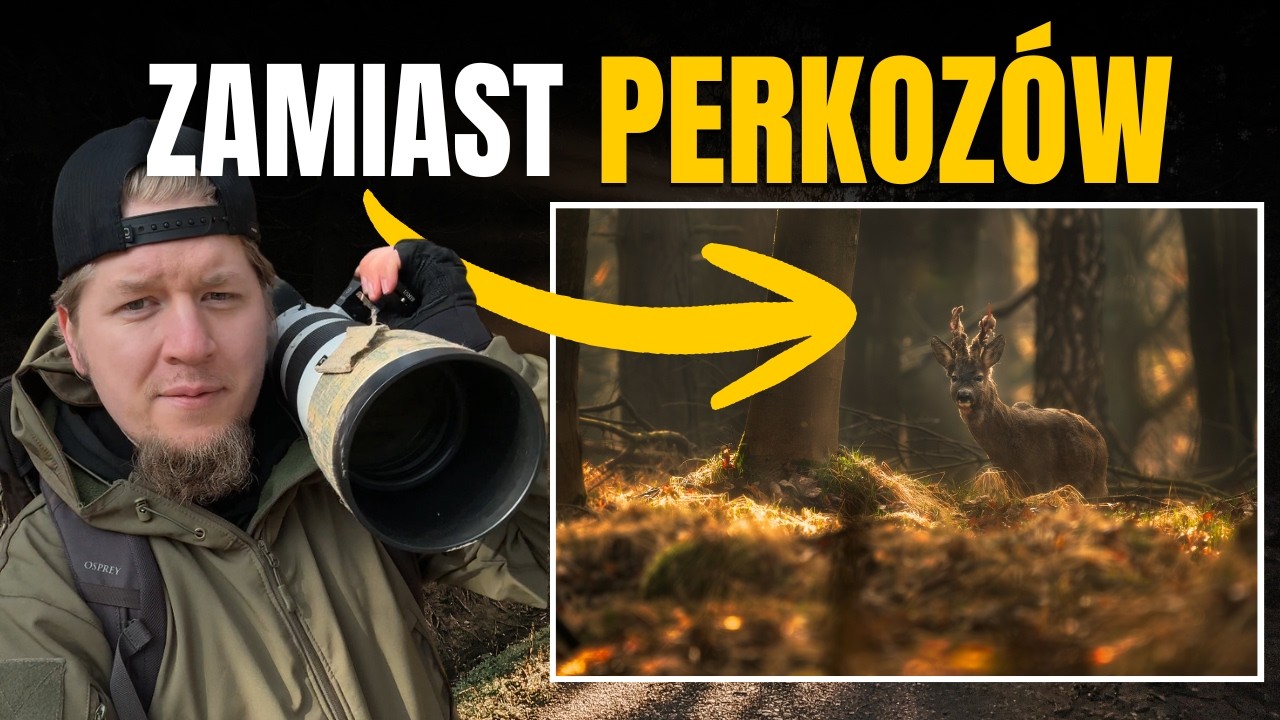 Spacer z aparatem &ndash; jelenie, kozioł i dzięcioły