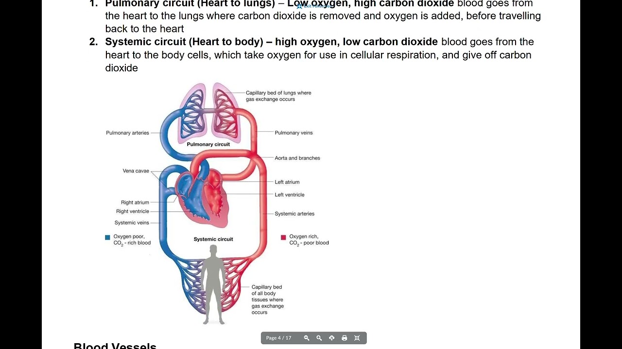 SBI3C Unit 4   Anatomy   Lesson 2B   Circulatory System   Blood Vessels