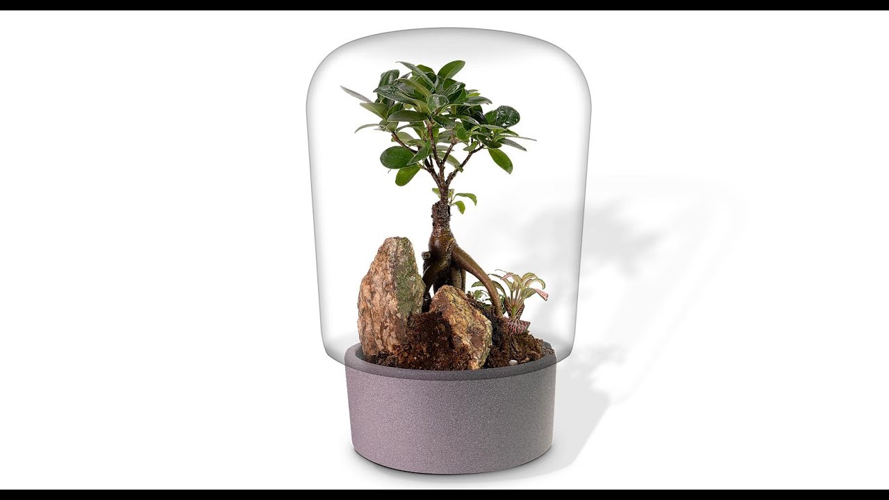 Biogarden  Ecosistema terrario BONSAI BODHI 01
