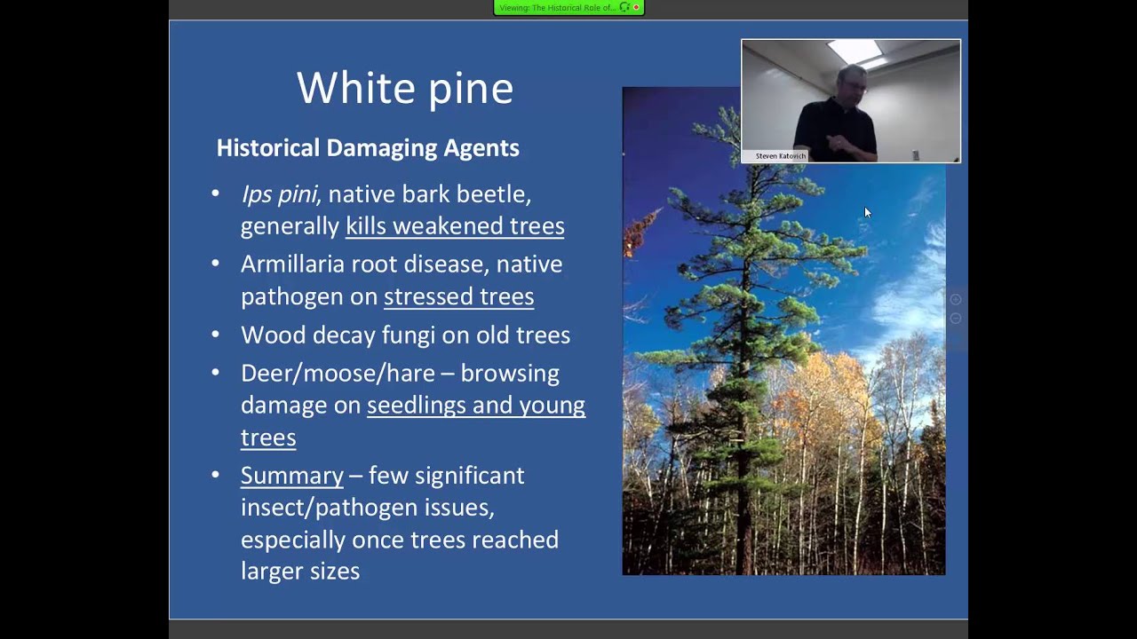 A Historic Perspective on Forest Health