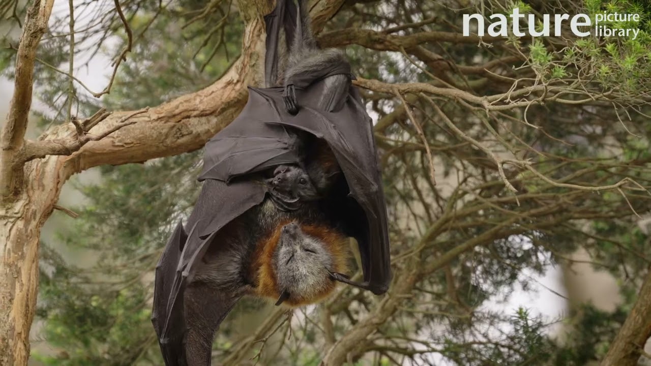 Grey-headed flying fox mother hanging in a tree with her pup attached to her, Australia