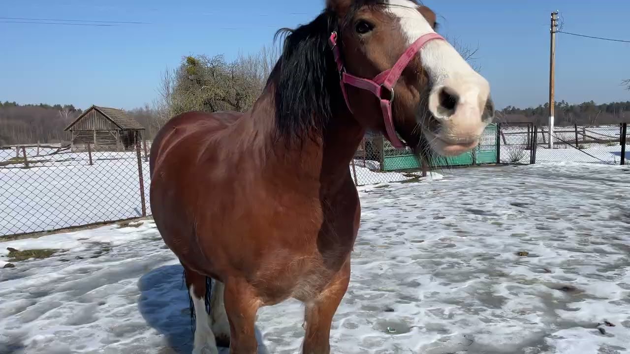 Володимирівські коні🐎