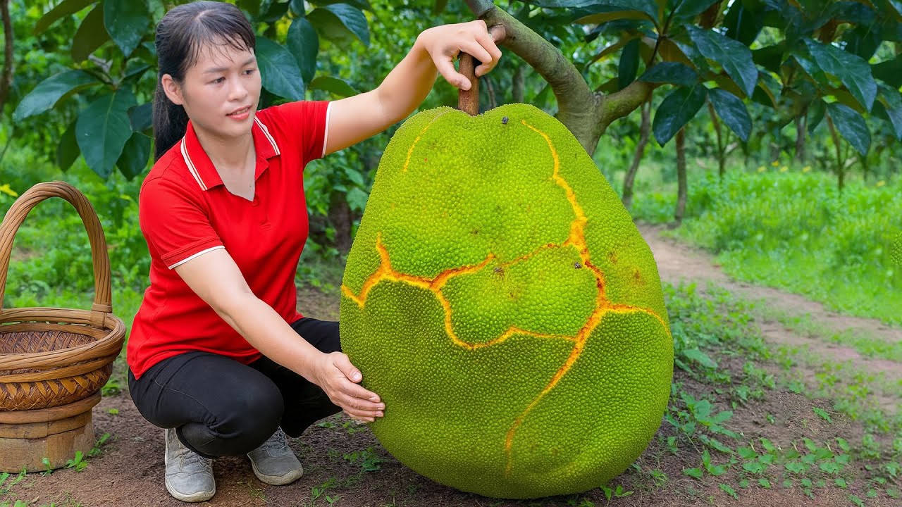 Harvesting Giant and Delicious Jackfruits & Go to Market Sell! Tan Daily Life