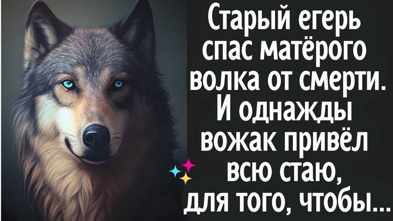 Старый егерь спас матёрого волка от смерти. И однажды вожак привёл всю стаю, чтобы...