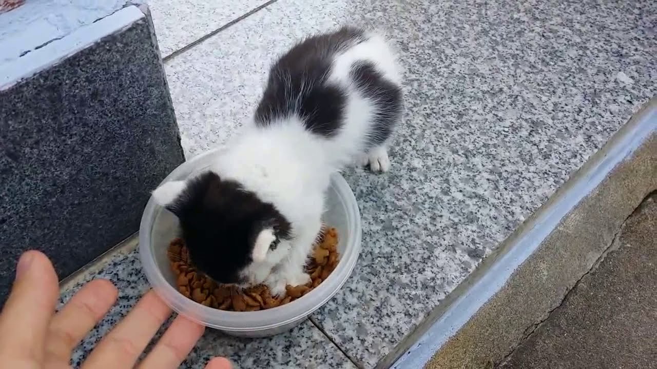꼬물꼬물 작고 귀여운 길고양이 아깽이 4남매