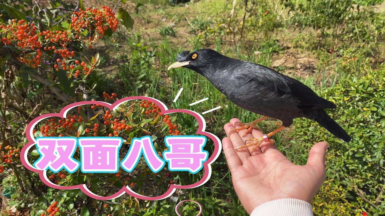 同一种鸟它不仅有双重性格，回答问题的方式都不一样，太逗了吧！【天下一场梦】