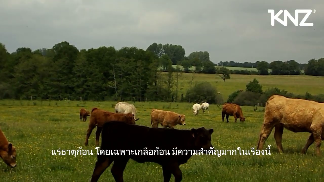 Eric Pottier พูดถึงแร่ธาตุก้อน KNZ สำหรับวัว