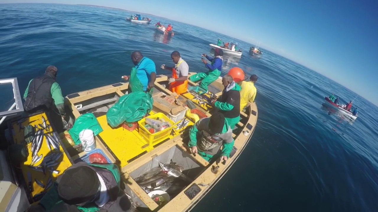 Incredible line fish action in Lambertsbay