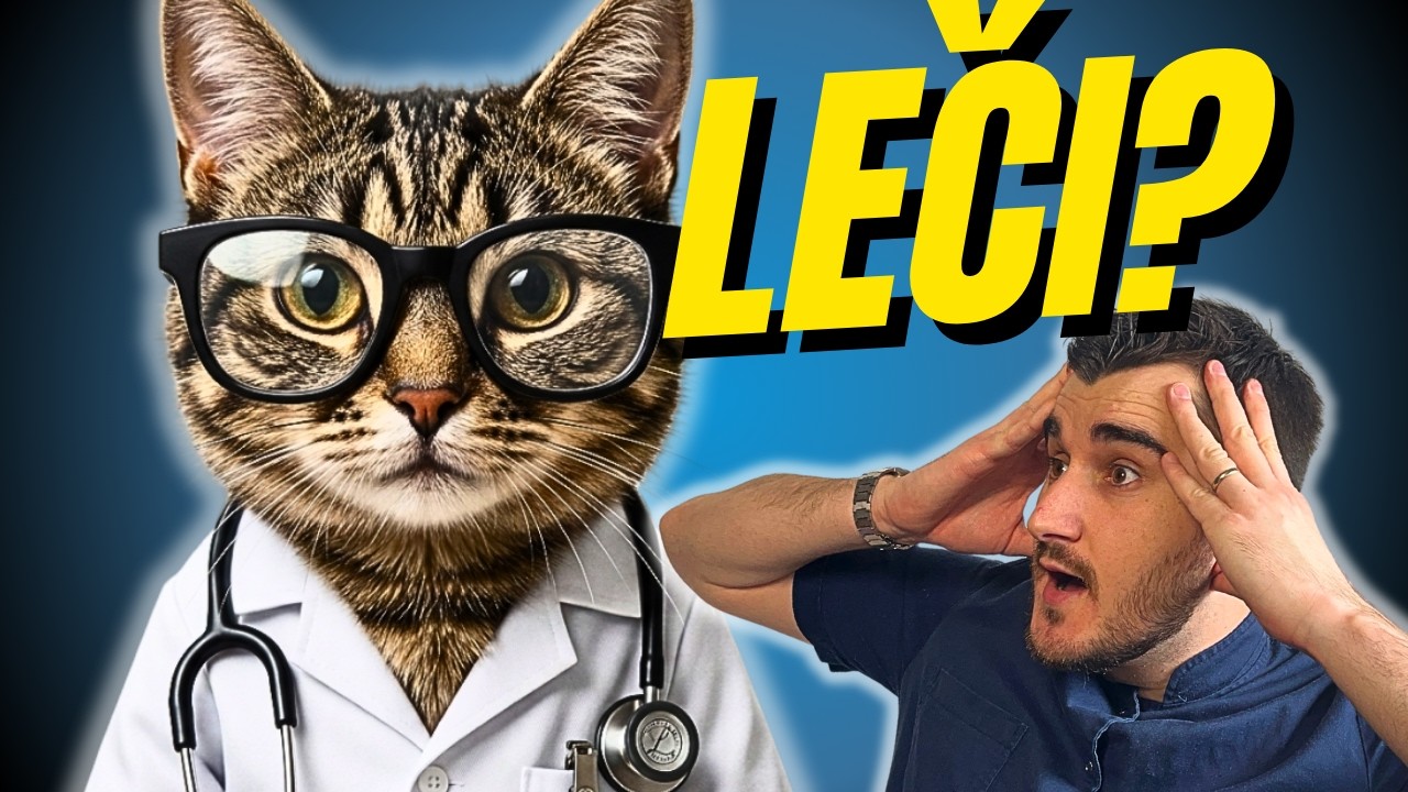 Mačka kao DOKTOR? – 7 dokazanih KORISTI za zdravlje