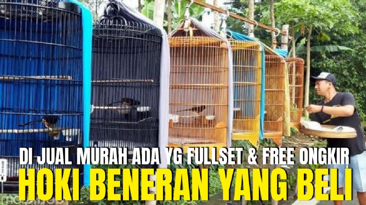 TERNYATA DI SINI ! TEMPAT JUAL MURAI BATU PRESTASIAN DI BEKASI YG JUAL MURAH FREE ONGKIR BHEEMSEN BF