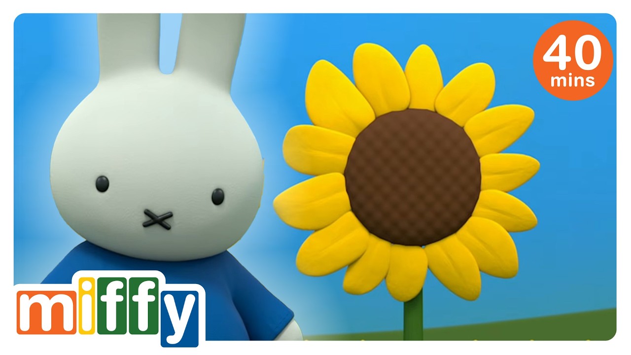 The Special Sunflower 🌻 | Miffy | Cartoons for kids