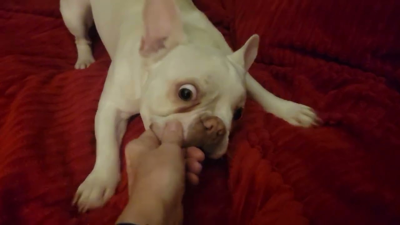 Our Izzy playing before bedtime.🐾  #dog #frenchbulldog