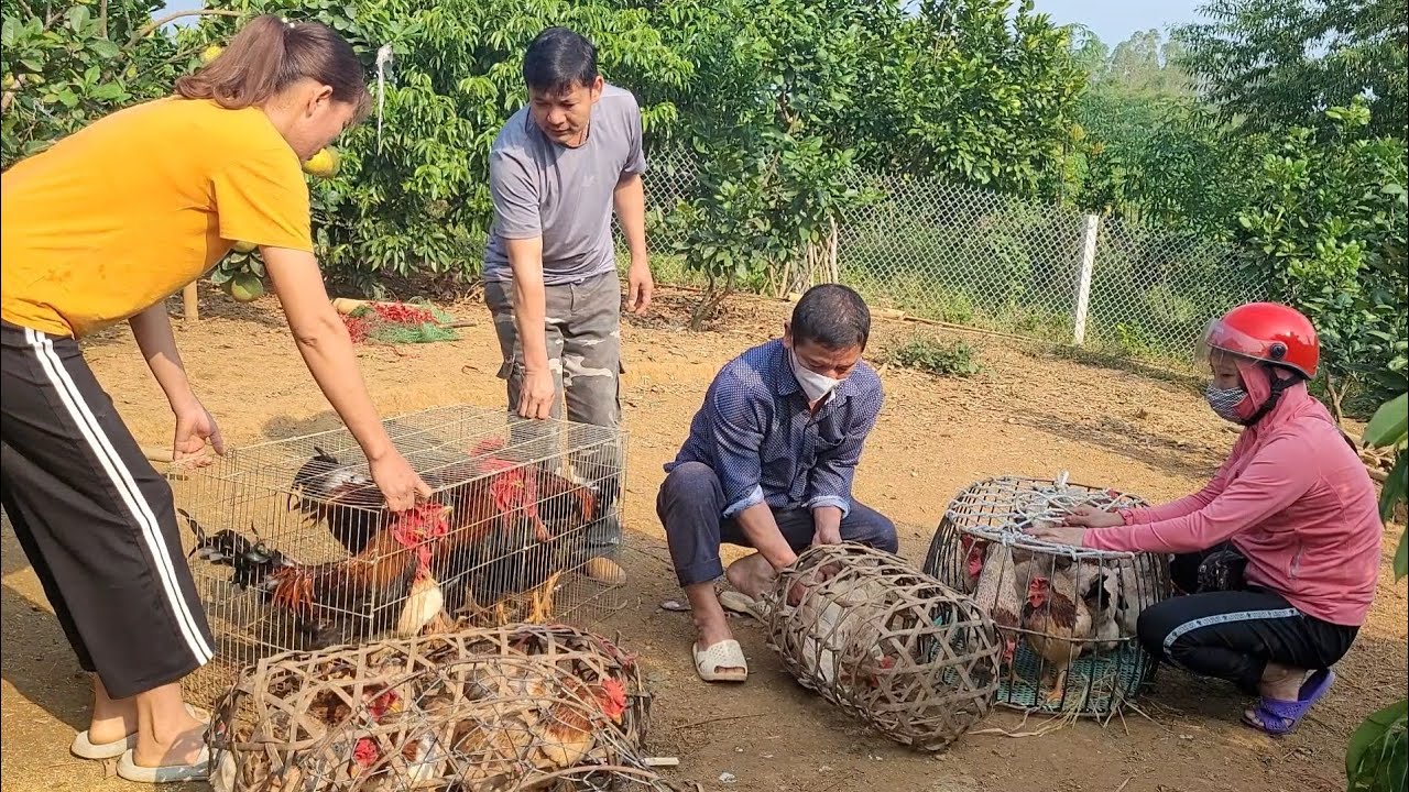 Catch chickens to sell to traders.  And move the chickens into the barn on the farm.  (Episode 86).