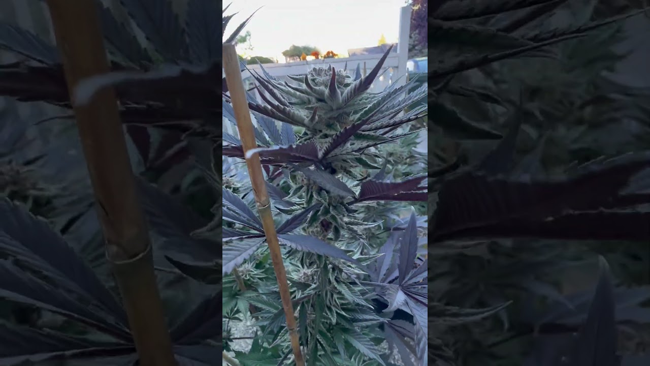 53 days into #flower #reels #pnw #washingtonstate #idaho #marijuana #cannabis #love #weed #rasta
