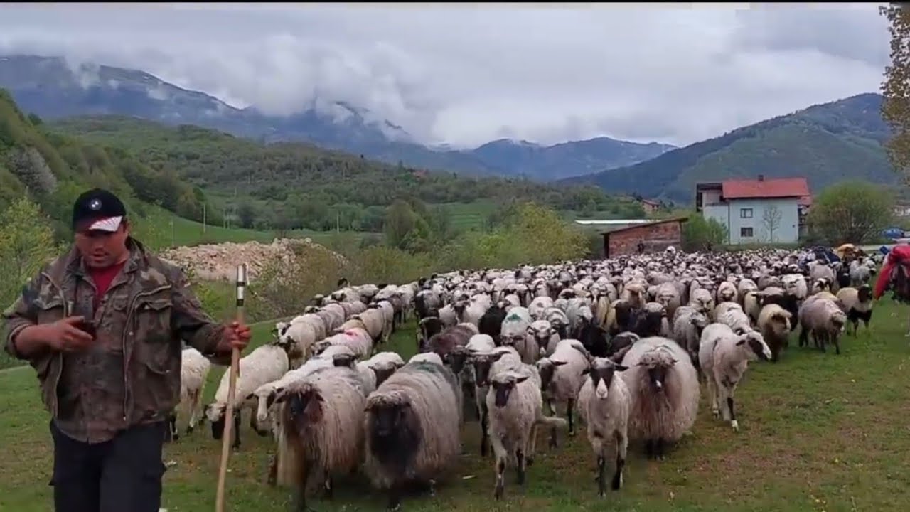 ODLAZAK NOMADA NA PUT DUG NEKOLIKO MJESECI SA PREKO 1200 OVNOVA I JAGNJADI