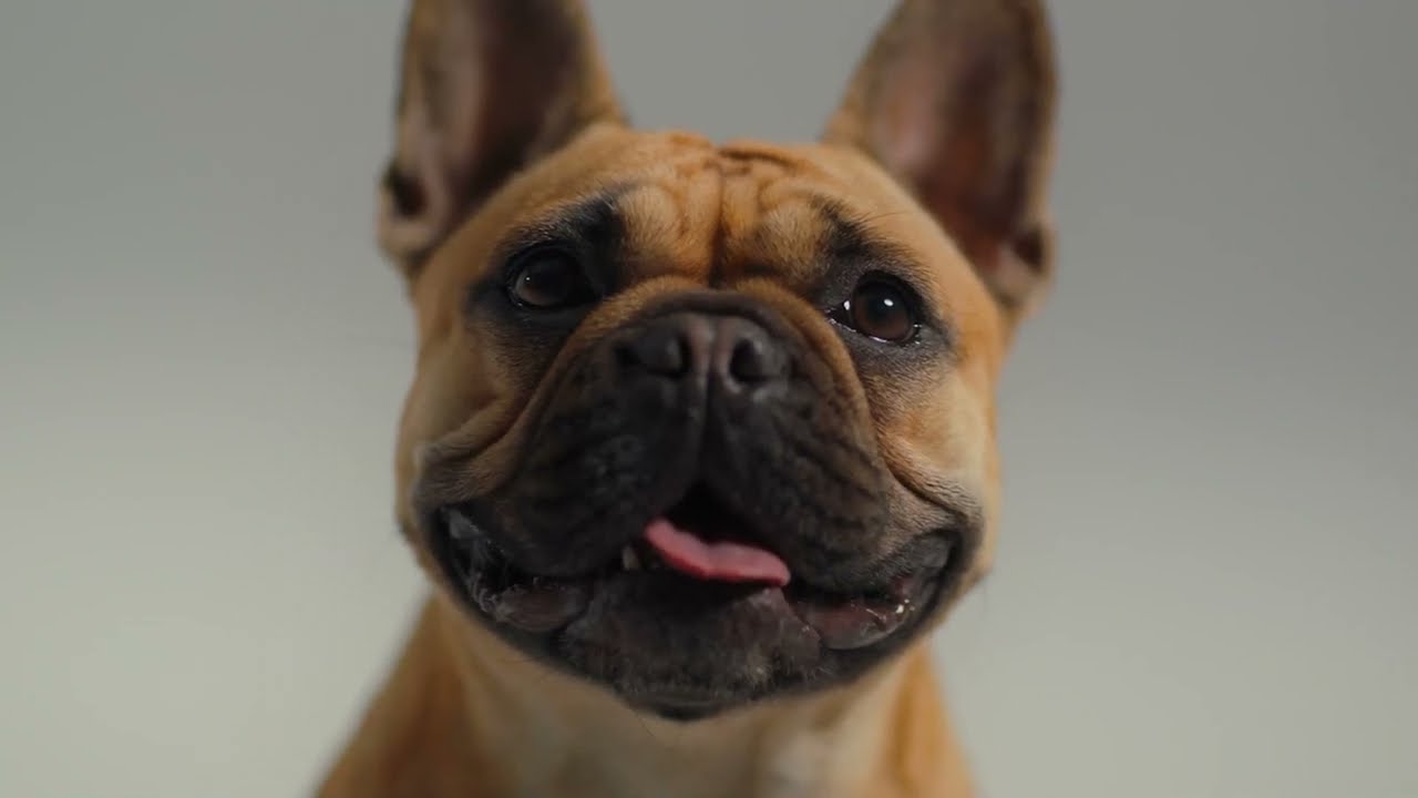 Real Food Real Nutrition Homemade Food For Dogs & Cats | Total Pet Kitchen - For A Happy Healthy Pet