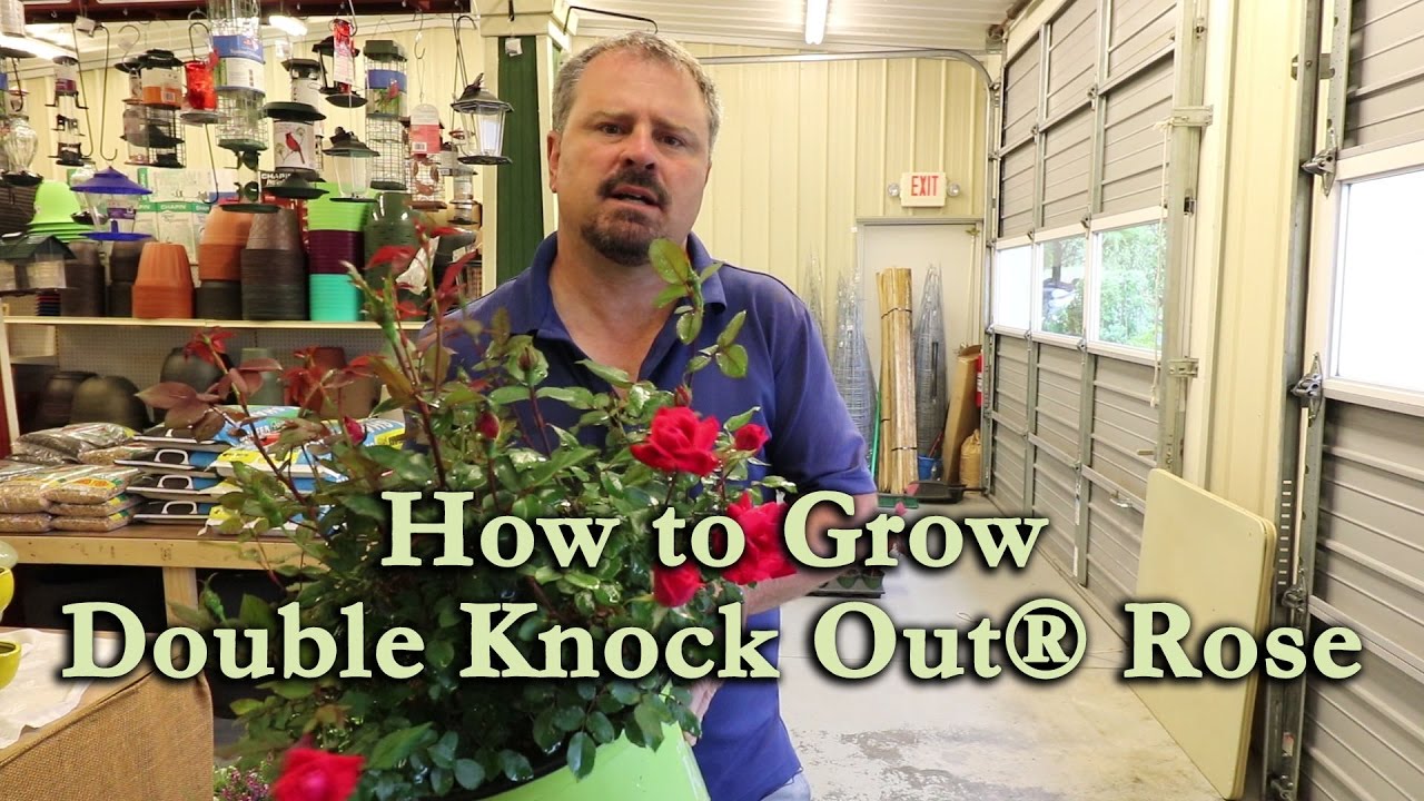 How to grow Double Red Knock Out&reg; Rose with a detailed description