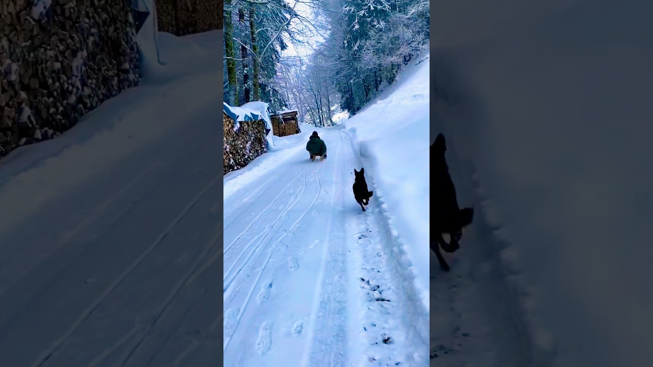SLEDGING in the SWISS ALPS 🏔️AUSTRALIAN KELPIE & WINTER ADVENTURE 