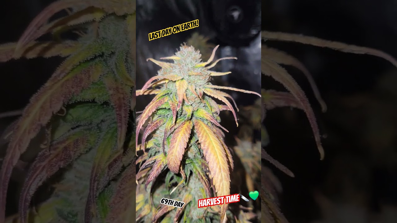 Strains before harvest🔪💚🔥 #dantesinferno #capjunkie #londonmintcake #wykiki #seriotica #zombiekush