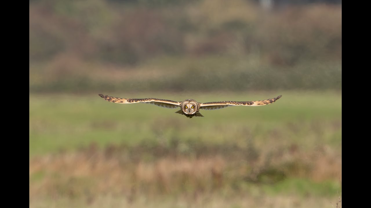 MNHP 211 Short Eared Owls