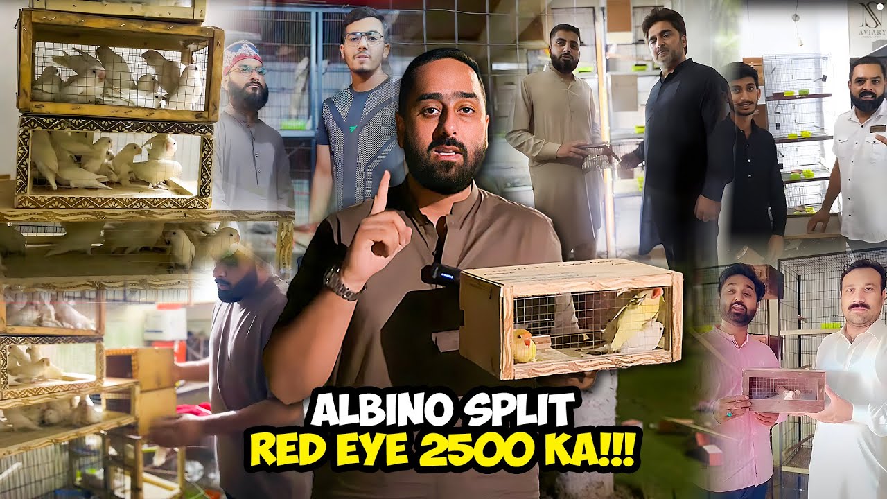 Albino Split Red Eye 2500 Ka!!!
