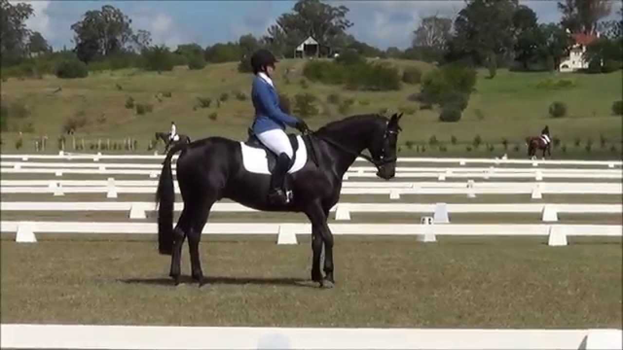 Dingaling Prelim 1.3 dressage test