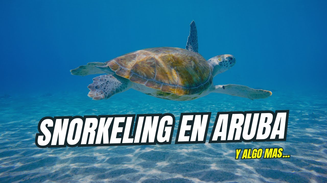 Aruba 2025: Snorkeling con tortugas marinas