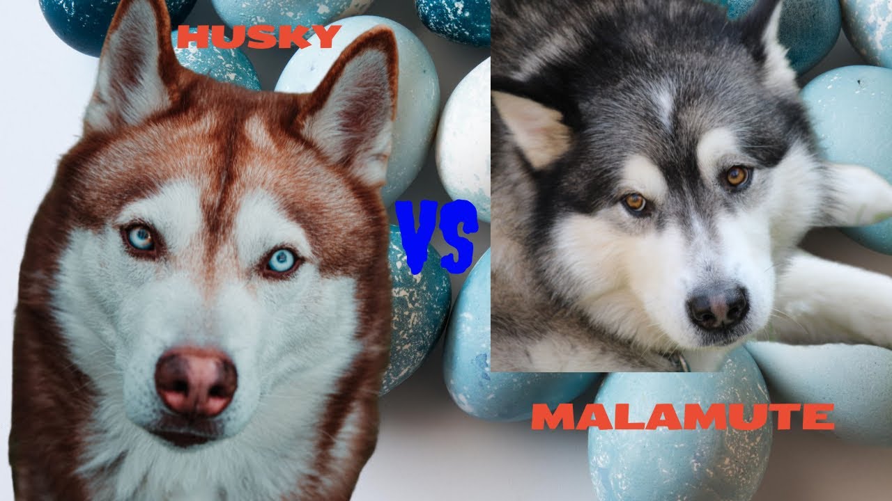Husky Siberiano vs Malamute do Alasca - O Que Você Precisa Saber Antes De Escolher Um Dos Cães.