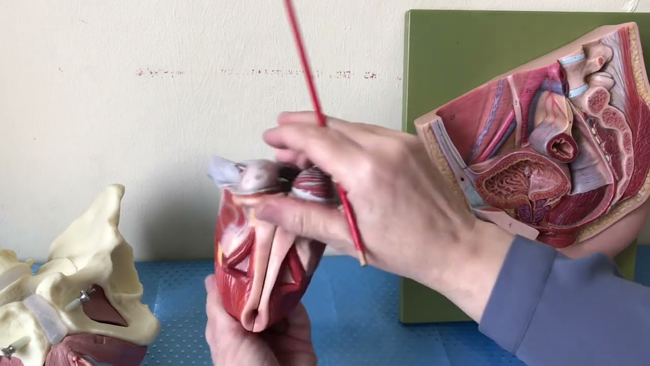TP ANATOMIE DU PÉRINÉE Pr YEBDRI
