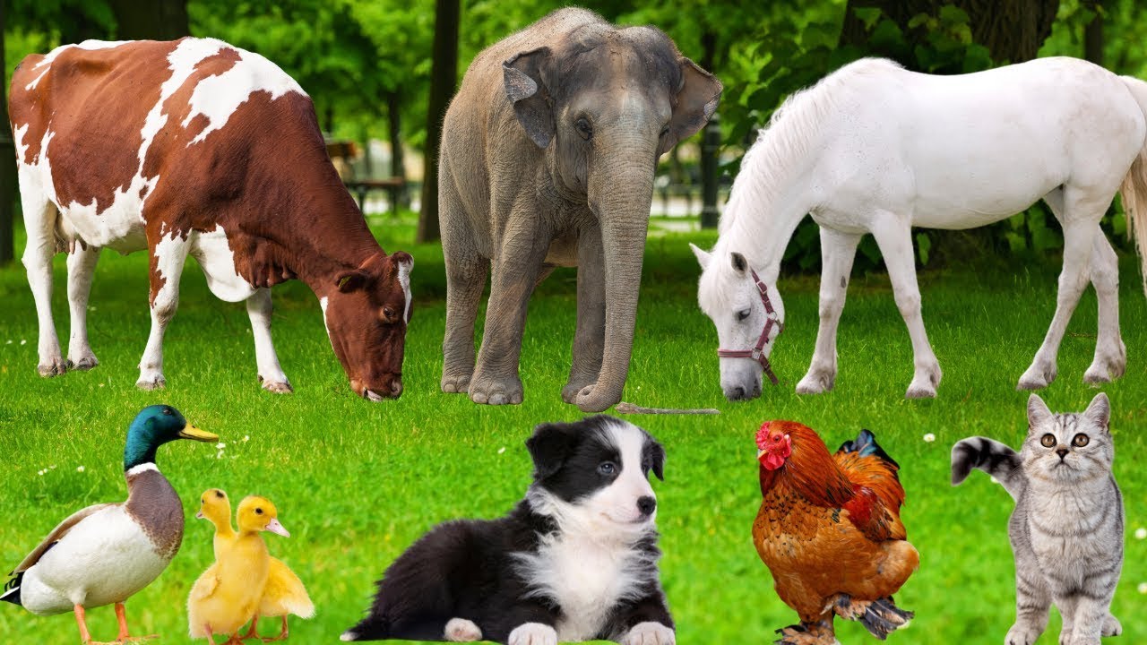 Animal Mix 4K: Cow, Pig, Dog, Tiger, Buffalo, Cat, Chicken, Duck & Sheep