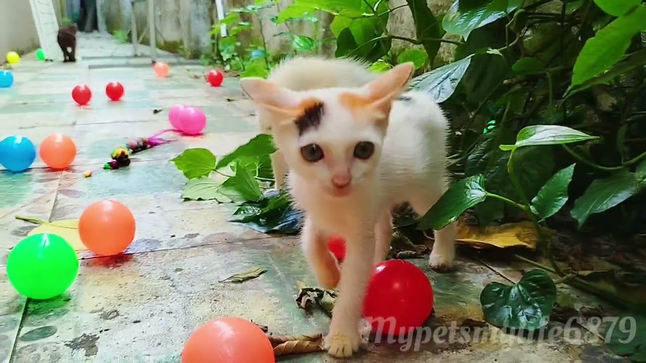 Everyone In The Family Is Following The Little White Kitten