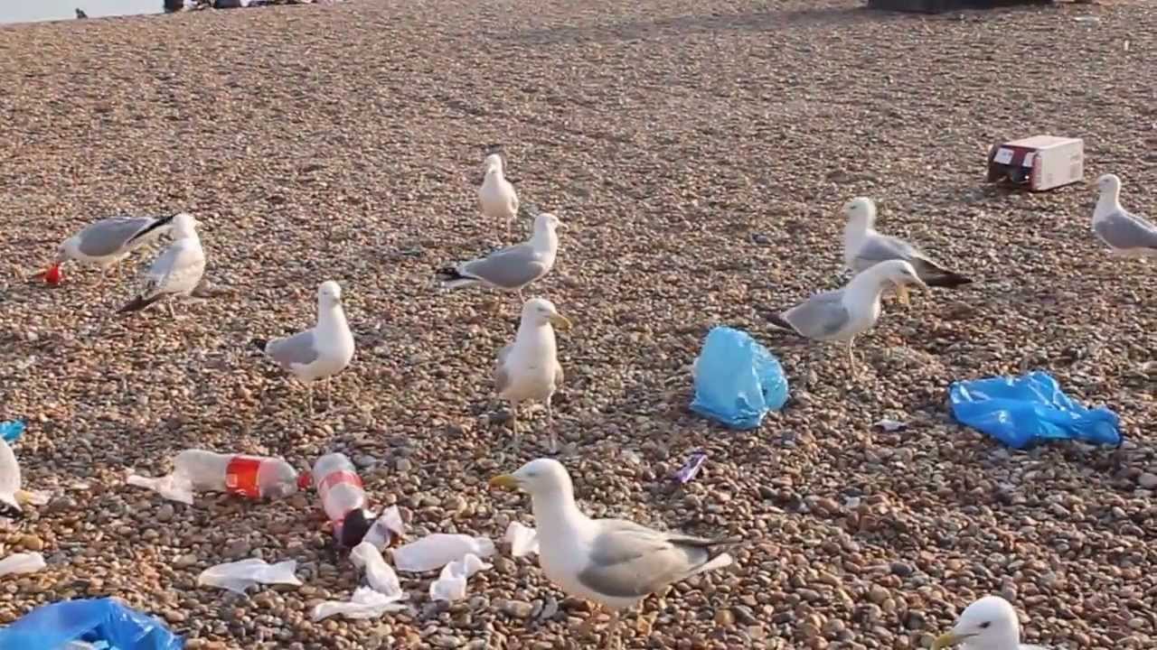 Angry Seagulls in Brighton