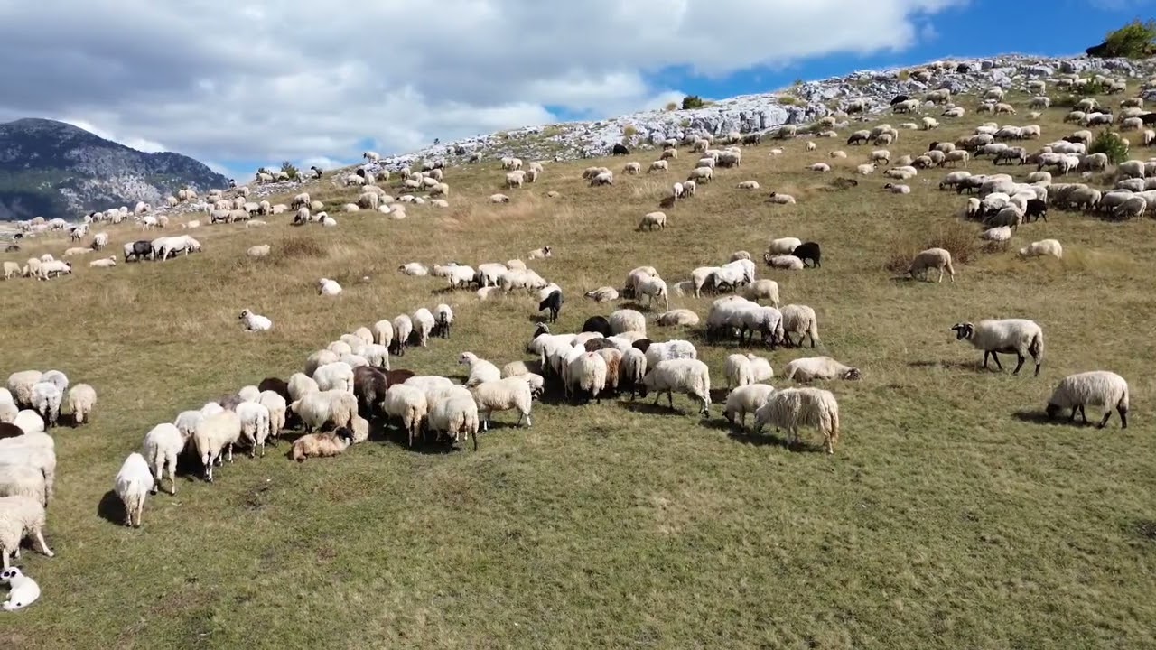 Stado 1000 ovaca- dečak Radojica -Bare Bojovića  Lukavica- Crna Gora. okt.2024g.