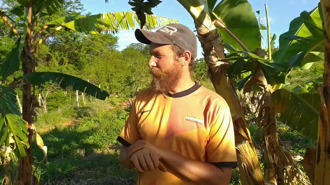 plantio de mandioca, t&eacute;cnica ind&iacute;gena, comunidade viva.